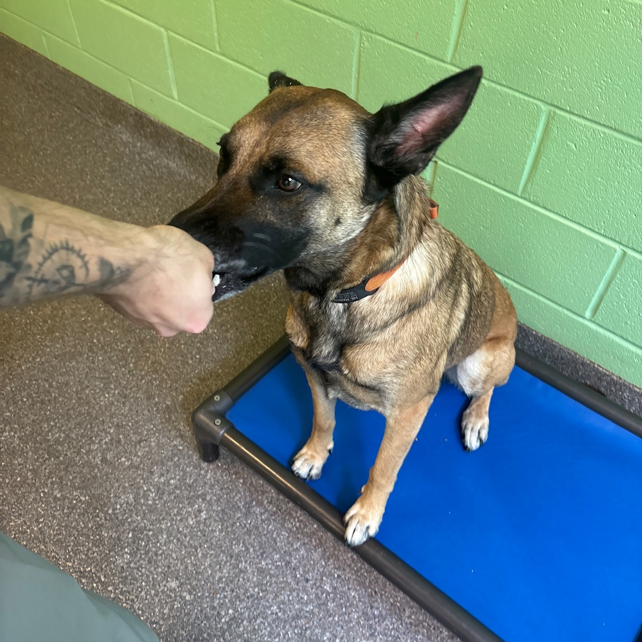 Prestige Dog Training image 3