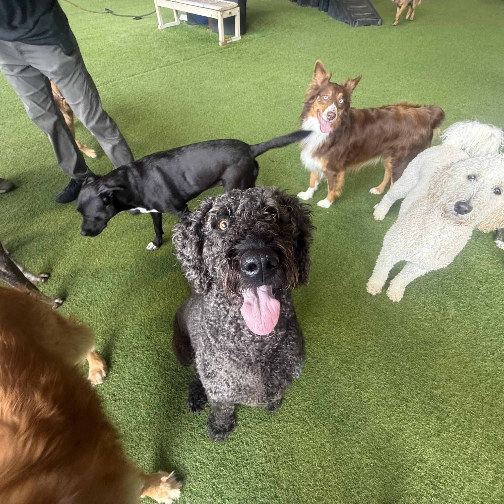 Good Dog Hotel + Bar + Park image 2