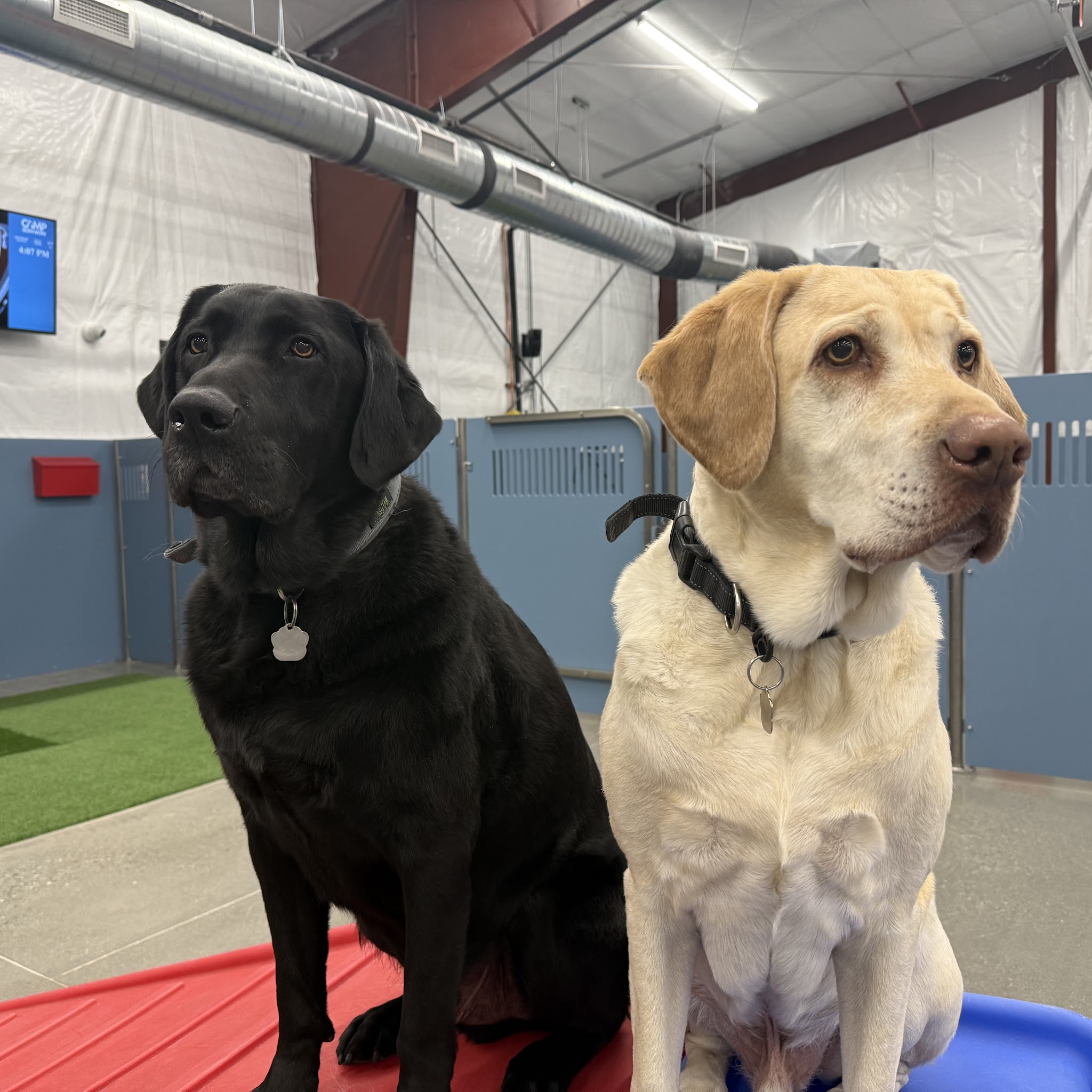 Camp Bow Wow Anchorage image 2