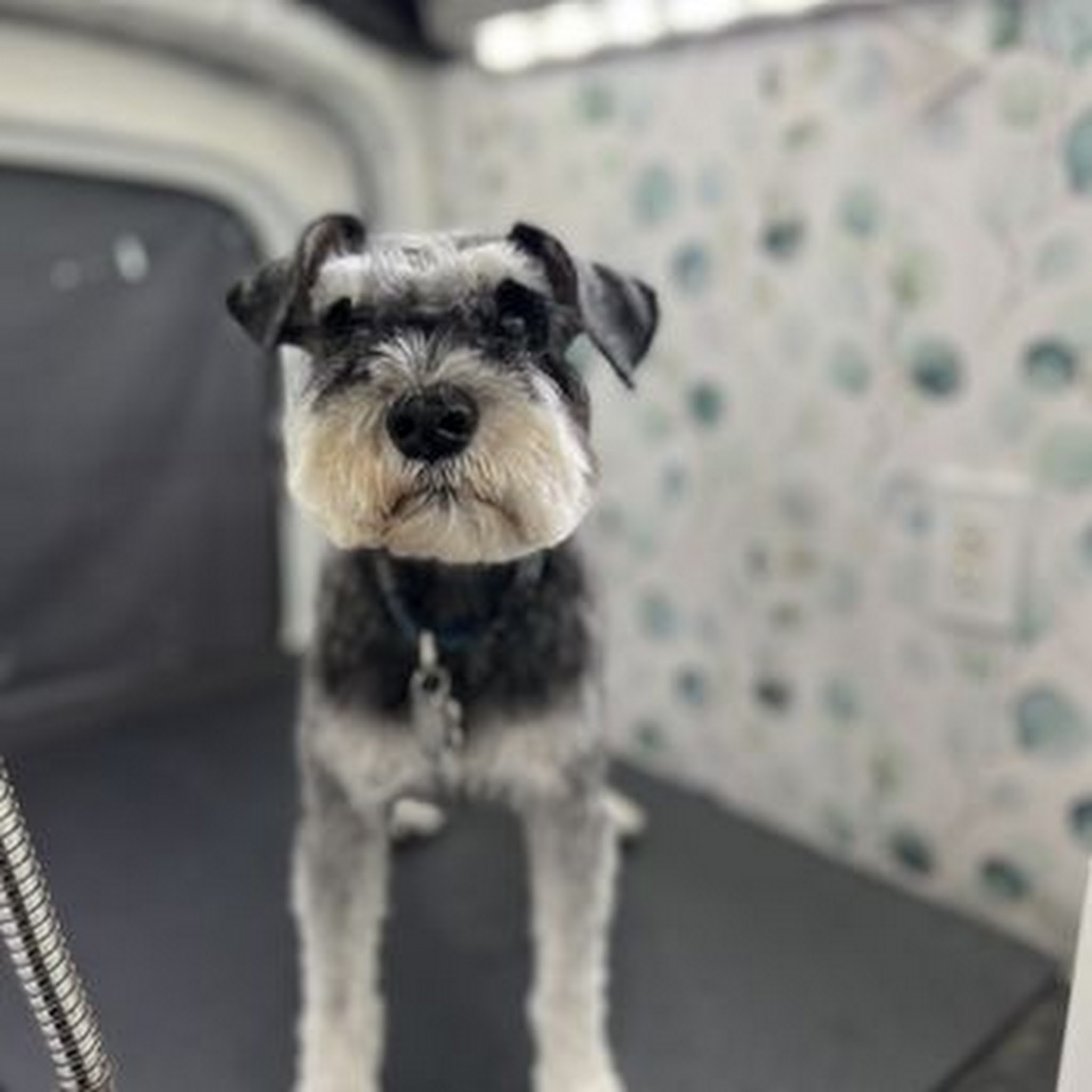 Groom With Me image 2