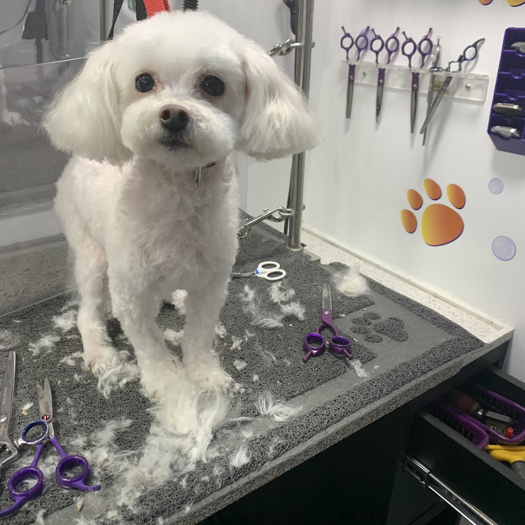 Paws and Suds Mobile Pet Grooming image