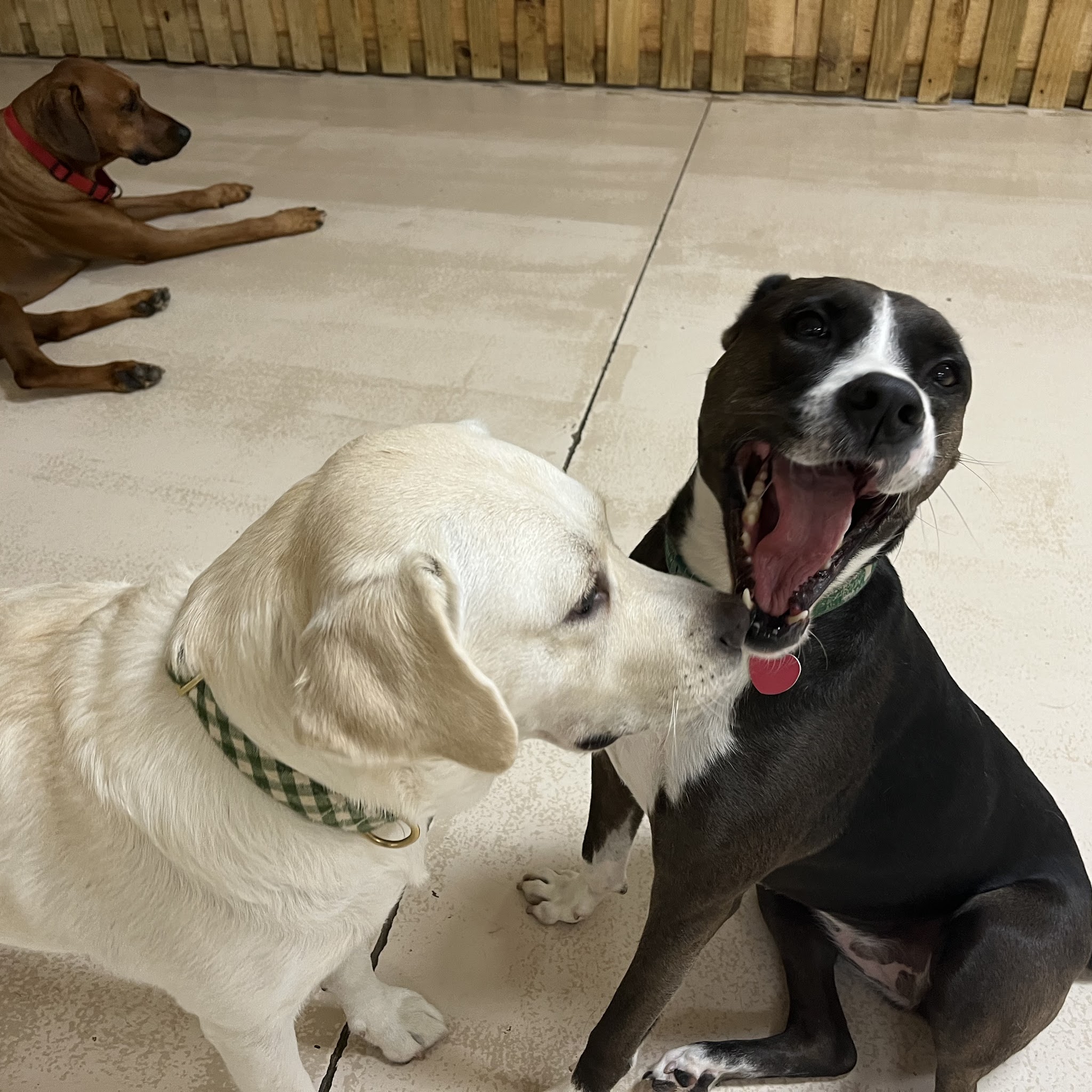 The Animal House image