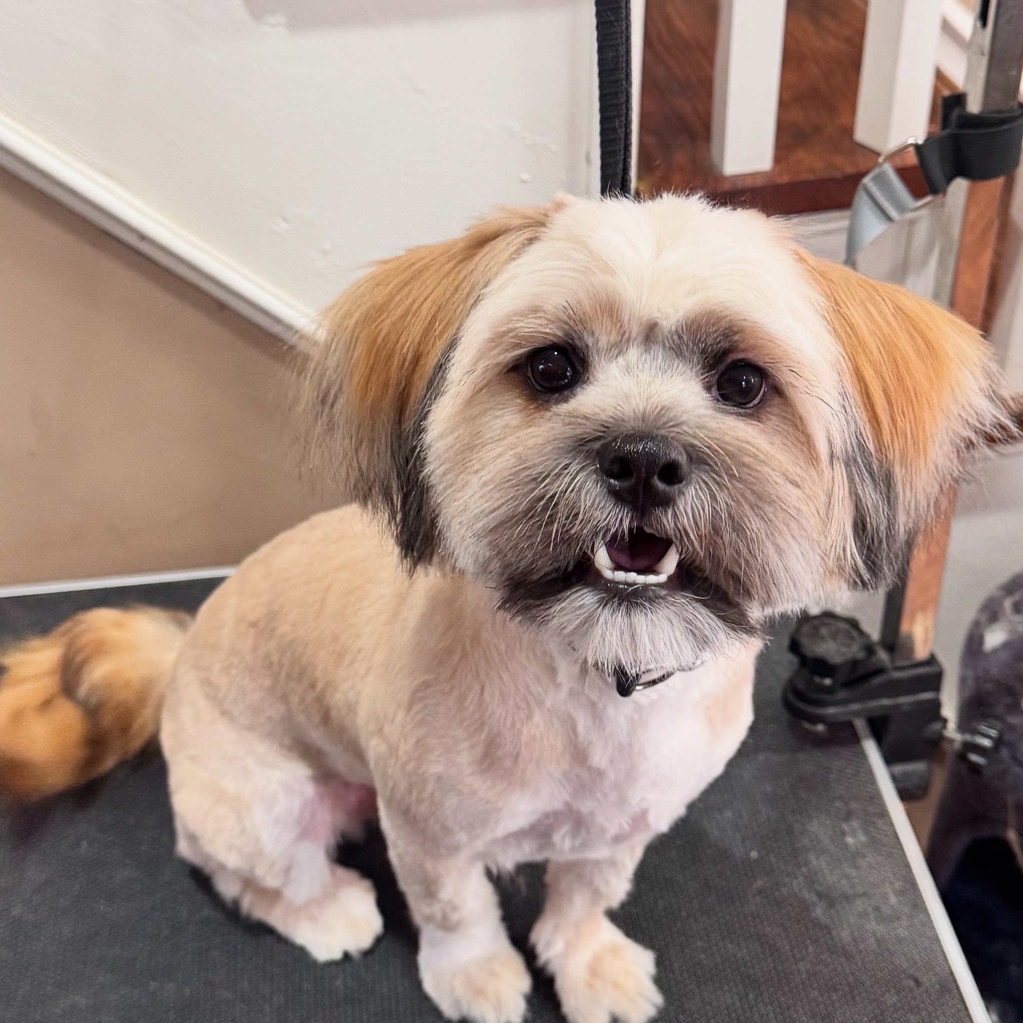 Gordon Groom and Pet Care Service image 2