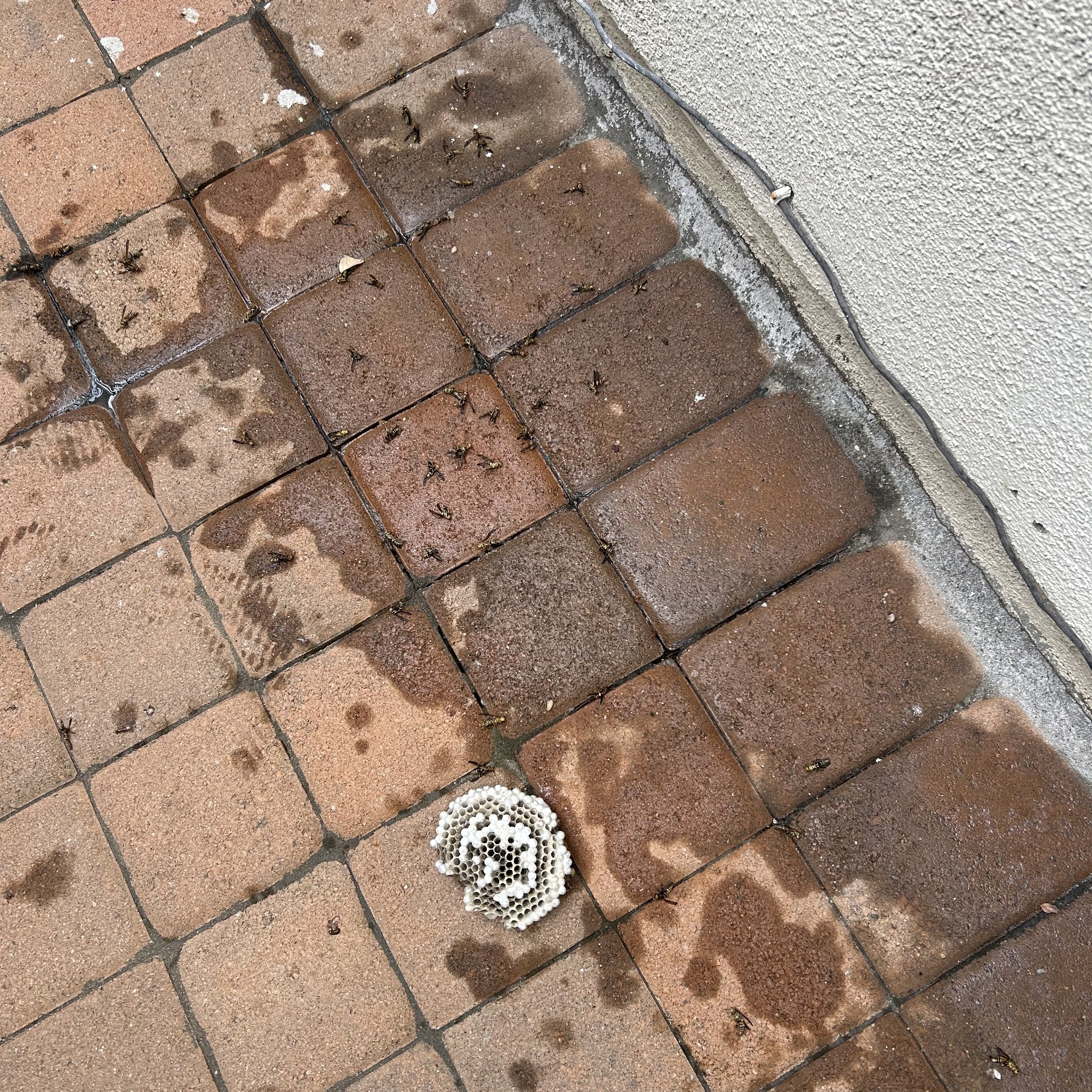 Premium Termite & Pest Control image 2